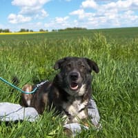 Treuer Rüde RUDY sucht sein Zuhause!, Hund zur Adoption
