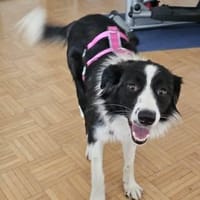 Hazel sucht ihre Familie für immer, Hündin zur Adoption