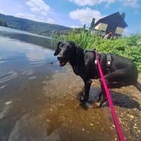Cormac such sein Zuhause, Hund zur Adoption