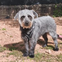Anhängliche Lula11 sucht Zuhause für immer, Hündin zur Adoption
