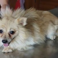 Carla° in 41472 Neuss, Hündin zur Adoption