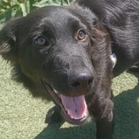 EVAN  ein Pracht-Kerlchen, Hund zur Adoption