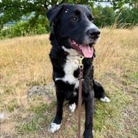 lieber großer Cody sucht sein Zuhause, Hund zur Adoption