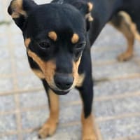 Grisu sucht eine liebevolle Familie, Hund zur Adoption