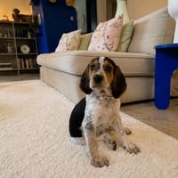 MAGDALA, chienne à adopter
