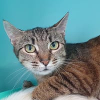 AVAHI CHA, chatte à adopter