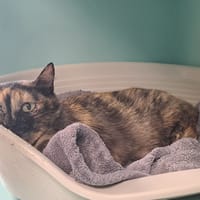 Poppi, chatte à adopter