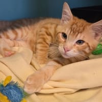 JOHNNY reservé, chat à adopter
