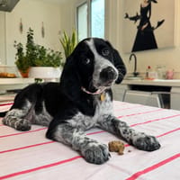 JAHEL, chienne à adopter