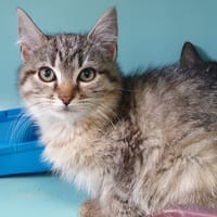 CHIMPANZE CHA, chatte à adopter