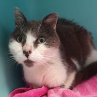 GALAGO CHA, chat à adopter