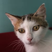 Tartine, chatte à adopter