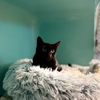 MOUMOUSS, chatte à adopter