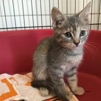 TAMARIS, chatte à adopter