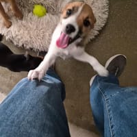 COMETE, chienne à adopter