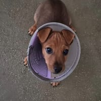 JASPER, chien à adopter
