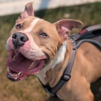 RIO VAA, chien à adopter