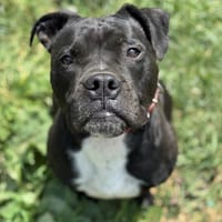 PICK, chien à adopter