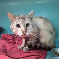 DOUDOU, chatte à adopter