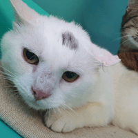 OUISTITI CHA, chat à adopter
