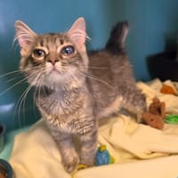 BEBE, chatte à adopter