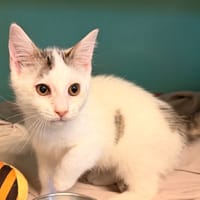 Ribs, chat à adopter