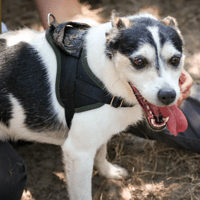 Pacha, chien à adopter