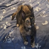 EPICE, chatte à adopter