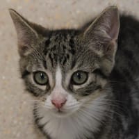 Duracell, chat à adopter