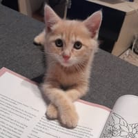 Arcat, chatte à adopter