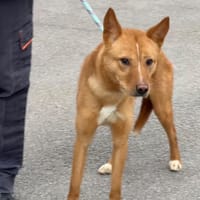 VAIANA, chienne à adopter