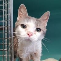 INDRI CHA, chatte à adopter