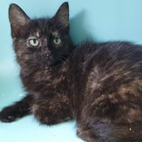 BONOBO CHA, chatte à adopter