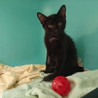 Chocapic, chat à adopter