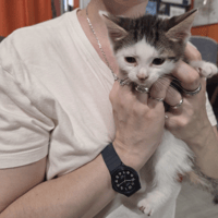 BROWNY, chat à adopter