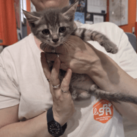 BLITZ en cours d'adoption, chat à adopter