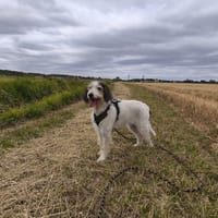 LAMBADA VAA, chienne à adopter