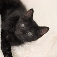Happy, chat à adopter