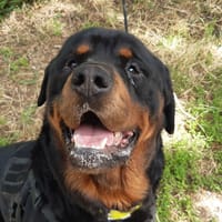 Urio, chien à adopter