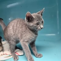 MARS, chatte à adopter