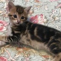 Babette, chatte à adopter