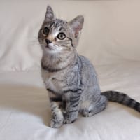 COOKIE HAB17586, chatte à adopter