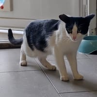 MAKI, chat à adopter