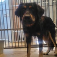 sasuké, chien à adopter