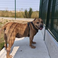 GAIA VAA, chienne à adopter
