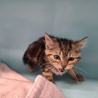 OLIVER, chat à adopter