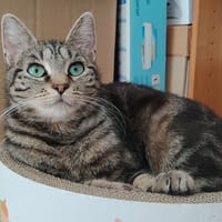 LUNETTE HAB17584, chatte à adopter