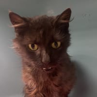 ICE, chatte à adopter