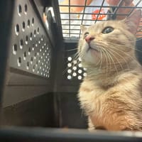 ARTHUR, chat à adopter