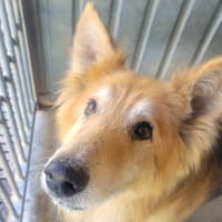 Winnie, chien à adopter